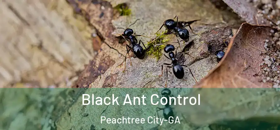 Black Ant Control Peachtree City-GA