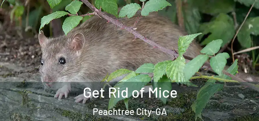 Get Rid of Mice Peachtree City-GA