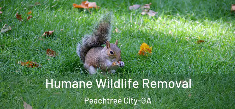 Humane Wildlife Removal Peachtree City-GA