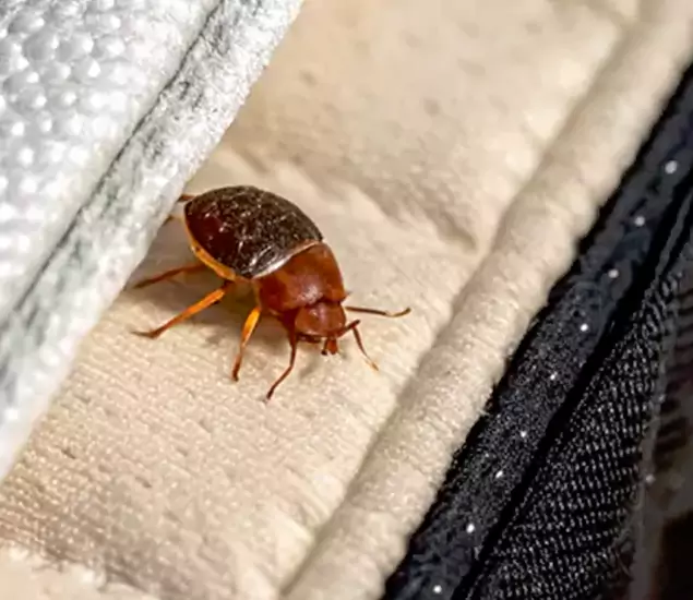 Trusted Bed Bug Prevention Specialists in Peachtree City, GA