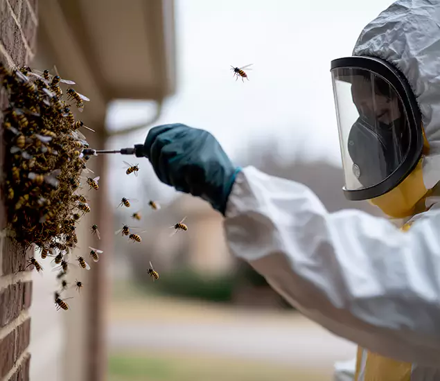 Your Bee Removal Company in Peachtree City, GA
