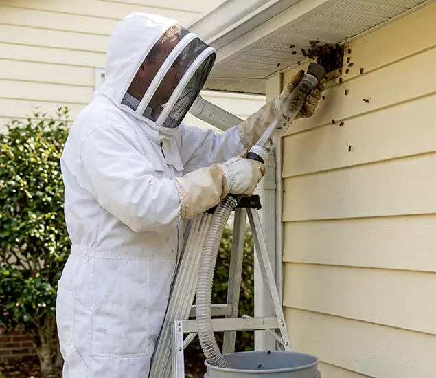 Your Affordable Bee Removal Company in Peachtree City, GA