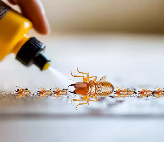 Reliable Bora Care Termite Experts in Peachtree City, GA