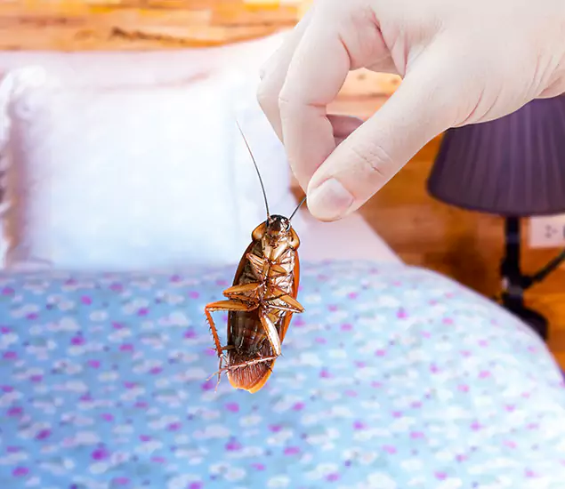 Expert Roach Control Services: Your Cockroach Pest Control in Peachtree City, GA