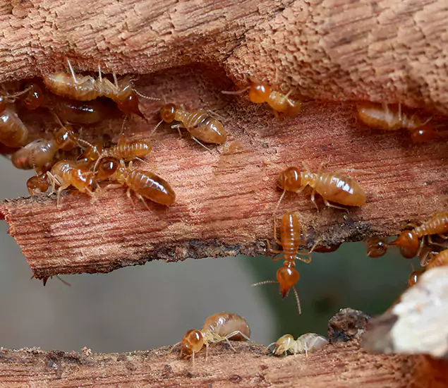 About Our Drywood Termite Treatment Experts in Peachtree City, GA