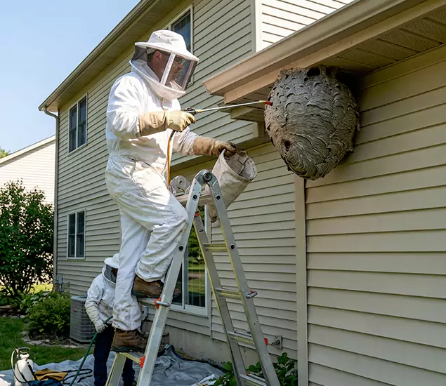 Expert Wasp Nest Removal: Your Local Wasp Nest Removal Company in Peachtree City, GA
