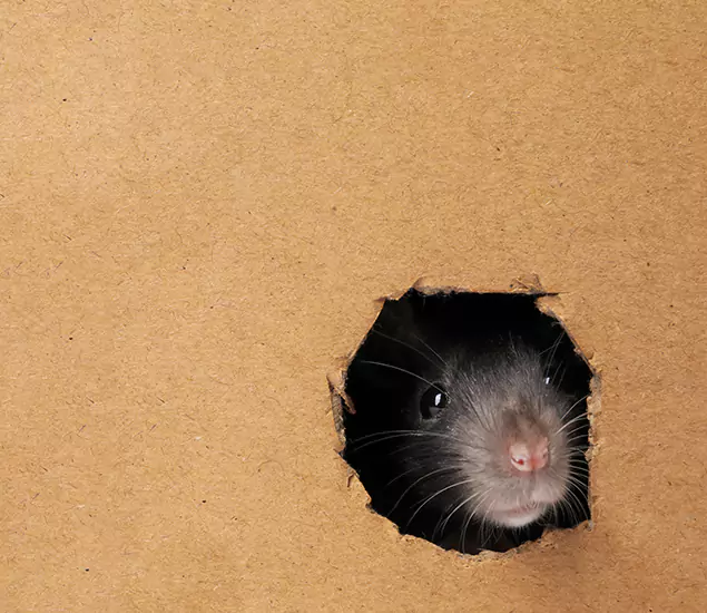 Rats in Attic Removal Experts in Peachtree City, GA