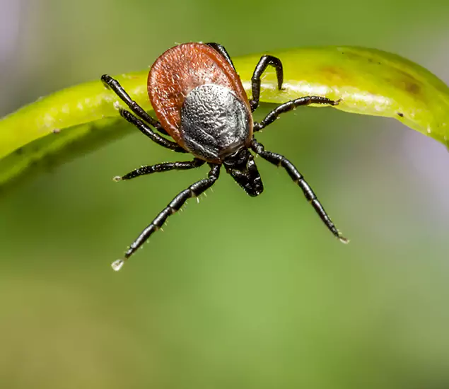 Your Trusted Tick Pest Control in Peachtree City, GA