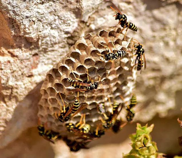 Your Best Wasp Removal Company in Peachtree City, GA