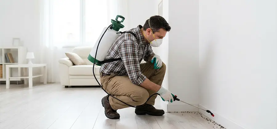Seasonal Ant Infestation Control in Peachtree City