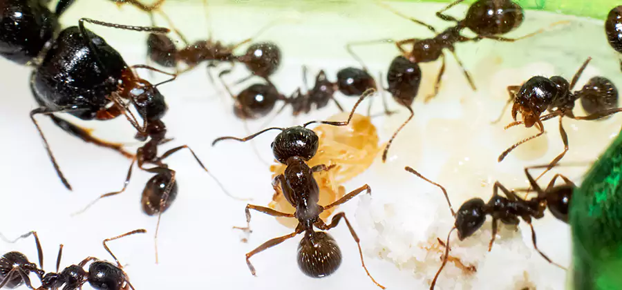 Argentine Ant Barrier Treatment in Peachtree City