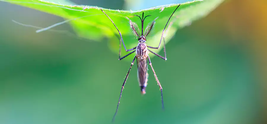 Natural Mosquito Spray for Yard in Peachtree City