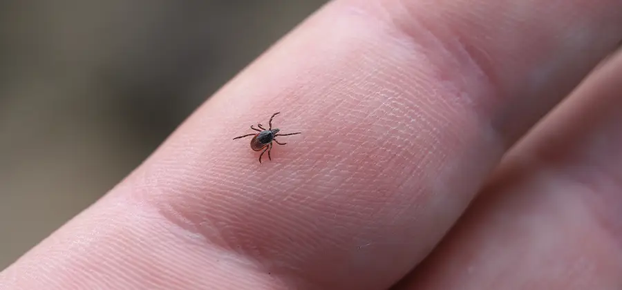 Infection Prevention for Bed Bug Bites in Peachtree City