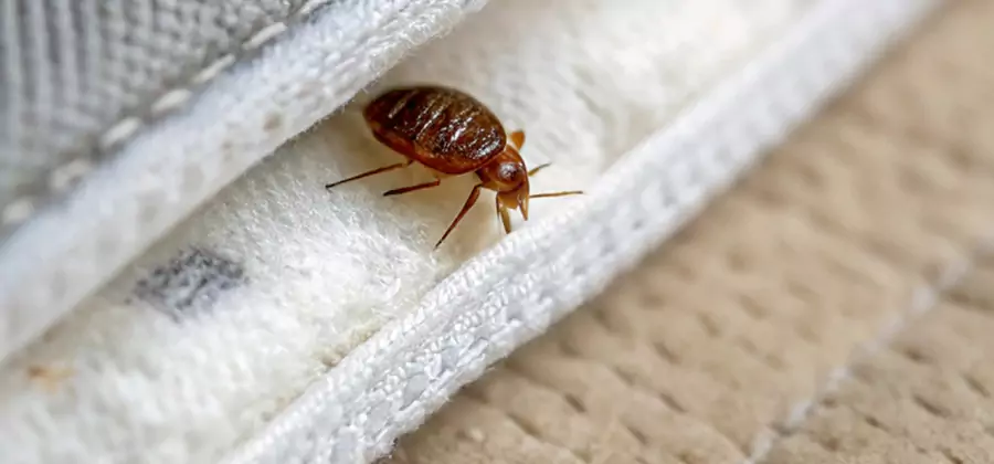 Tenting Bed Bug Fumigation in Peachtree City