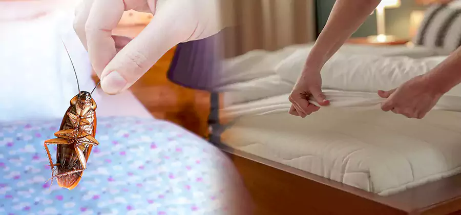 Bed Bug Home Extermination Service in Peachtree City