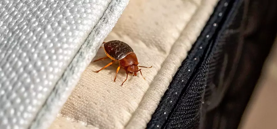 Commercial Bed Bug Control in Peachtree City