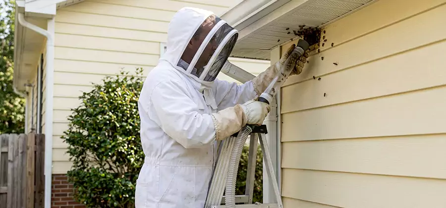 Ground Bee Removal in Peachtree City