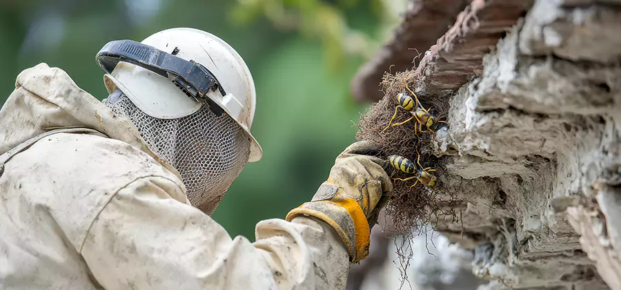 Bee and Wasp Hornet Removal in Peachtree City