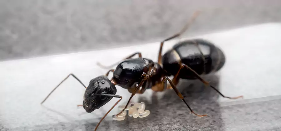 Black Ants in Kitchen Elimination in Peachtree City