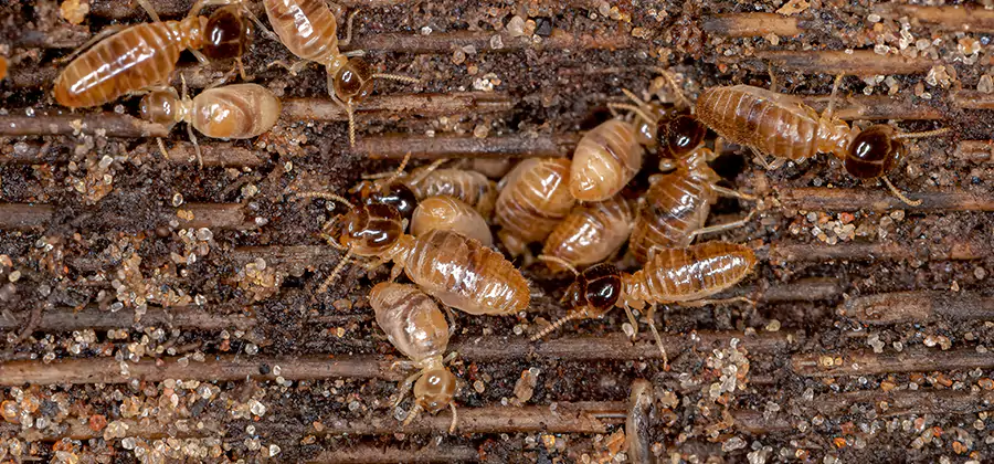 Bora Care Residential Termite Control in Peachtree City