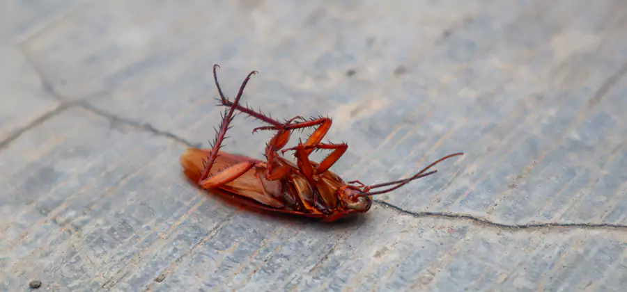 Cockroach Eradication for Commercial Properties in Peachtree City