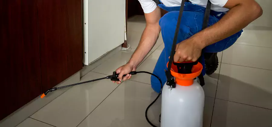 Palmetto Bug Exterminator in Peachtree City