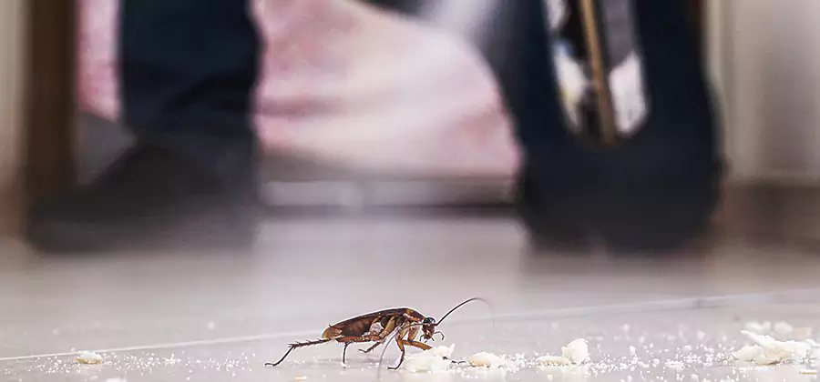 Roach House Treatment Peachtree City