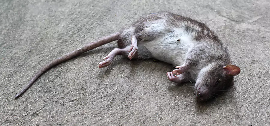 Dead Rat Disposal in Peachtree City
