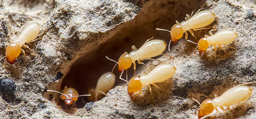 Termite Exterminator Services in Peachtree City