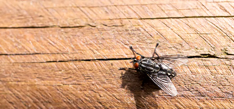 Flying Ant Barrier Treatment in Peachtree City