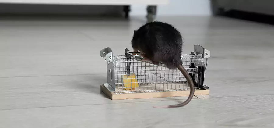 Mice in Attic Removal Peachtree City