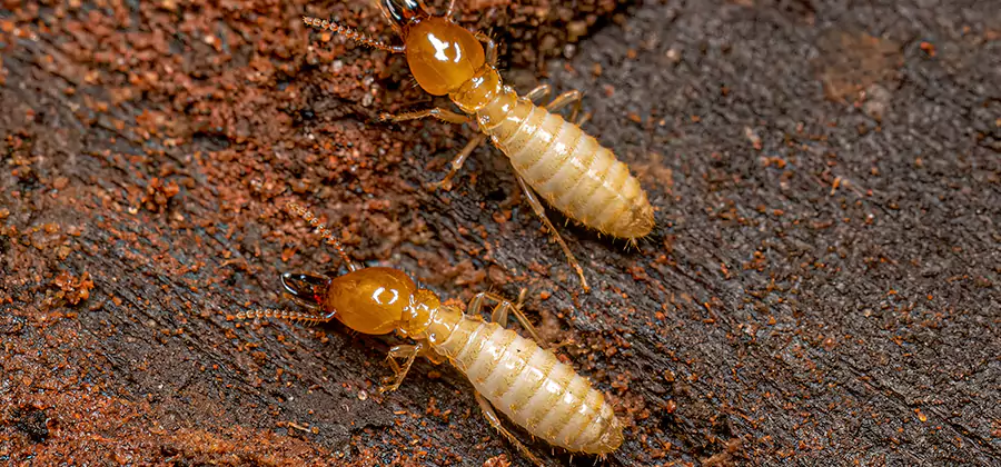 Structural Heat Termite Treatment in Peachtree City
