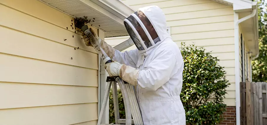 Wasp Nest in Wall Removal in Peachtree City