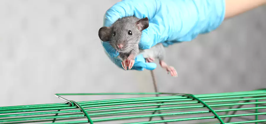 Humane Rat Trapping in Peachtree City