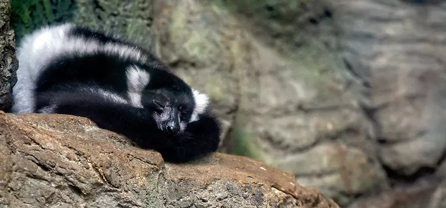 Humane Skunk Removal in Peachtree City