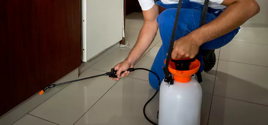 Indoor Insect Killer Solutions in Peachtree City