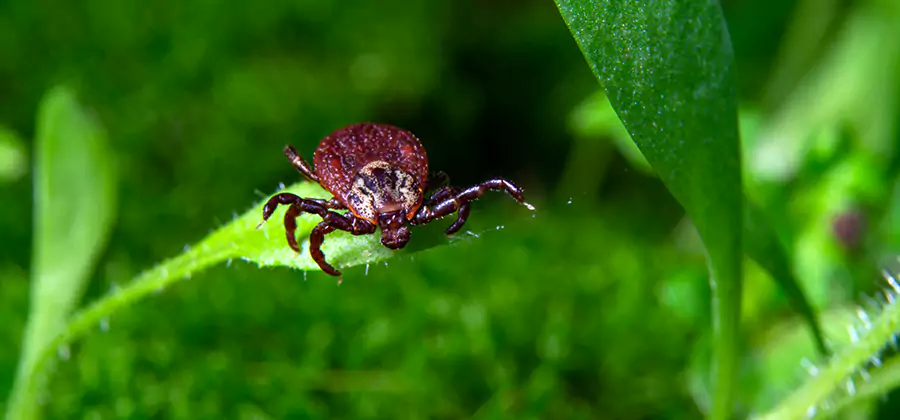 Tick Prevention for Yard in Peachtree City