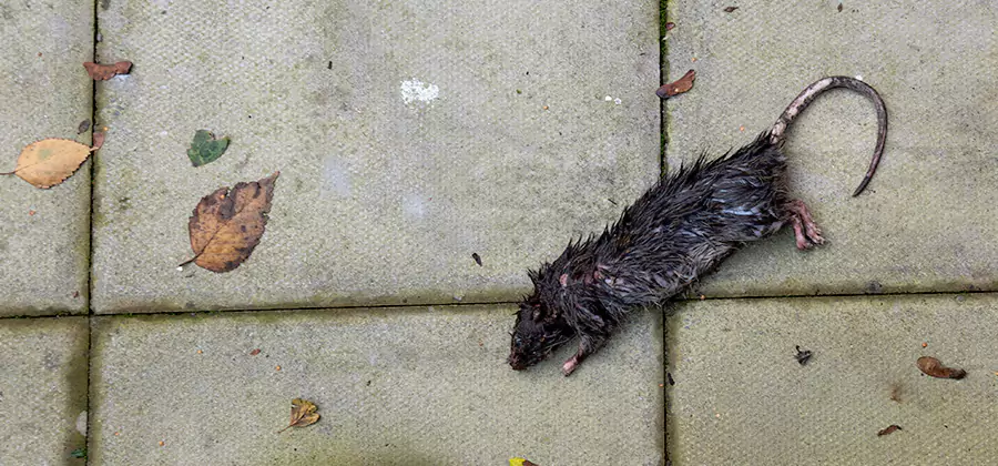 Mice in the Attic Removal in Peachtree City