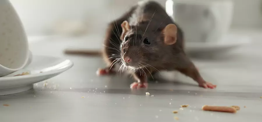 Rodent Feces Removal in Peachtree City