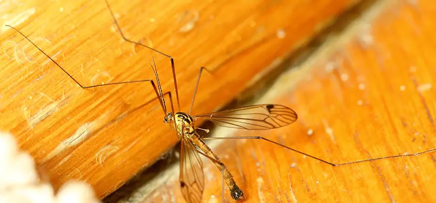 Exterior Mosquito Control in Peachtree City