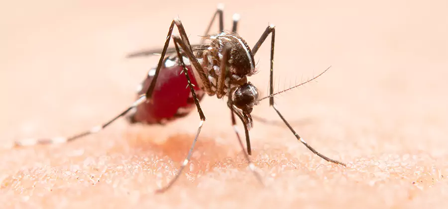 Indoor Mosquito Killer and Interior Control in Peachtree City