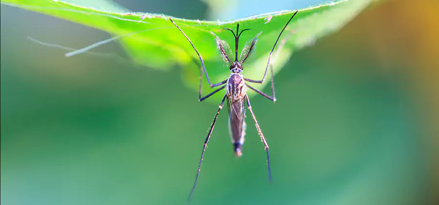 Pest and Mosquito Control for Yard and Patio in Peachtree City