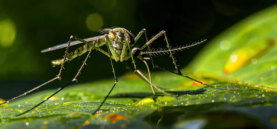 Tick and Mosquito Spray in Peachtree City