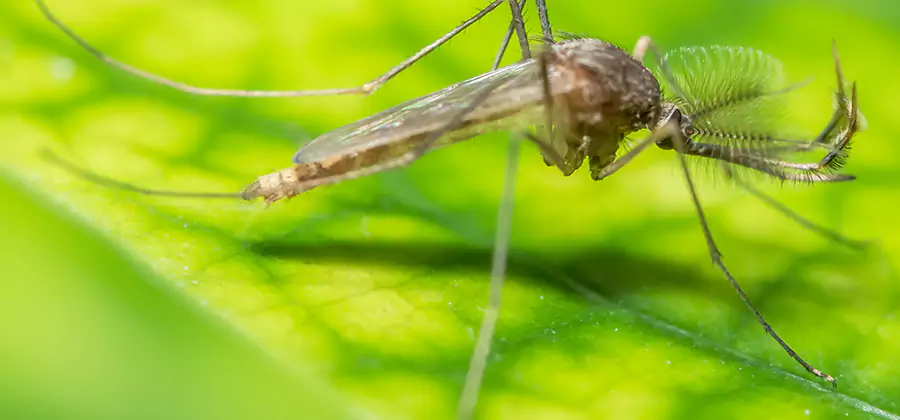 Herbal Mosquito Repellent Treatment in Peachtree City