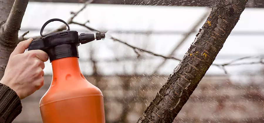 Orange Oil Structural Cavity Treatment in Peachtree City