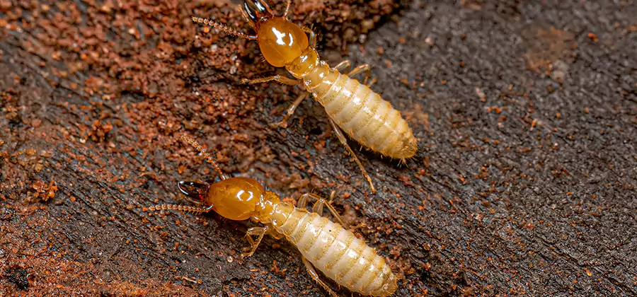 Natural Ant Hill Killer Treatment in Peachtree City