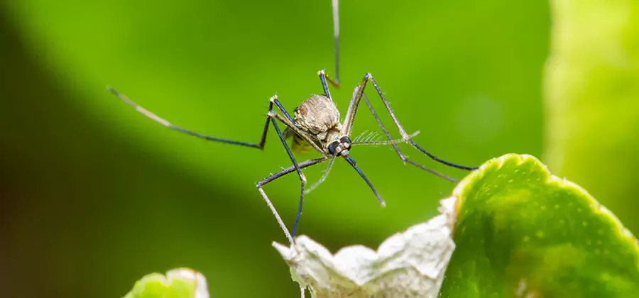 Natural Outdoor Mosquito Repellent in Peachtree City