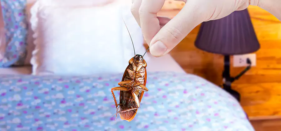 Bed Bug Inspection in Peachtree City
