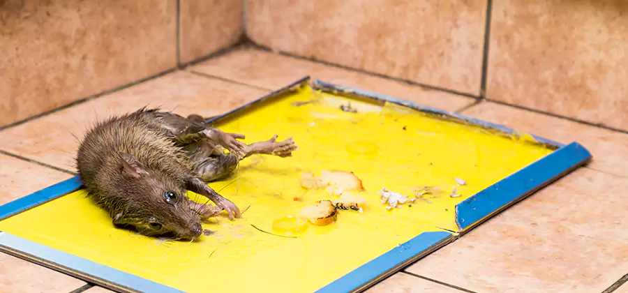 Rat Trapping Service In Peachtree City