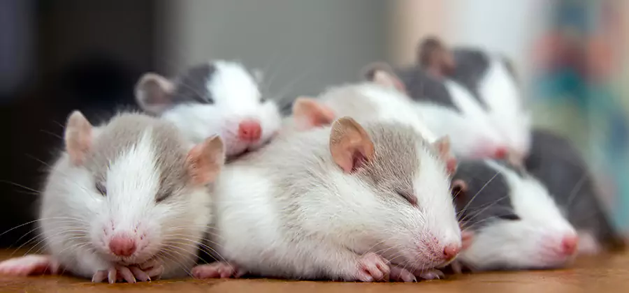 Rat Infestation Exclusion Service in Peachtree City